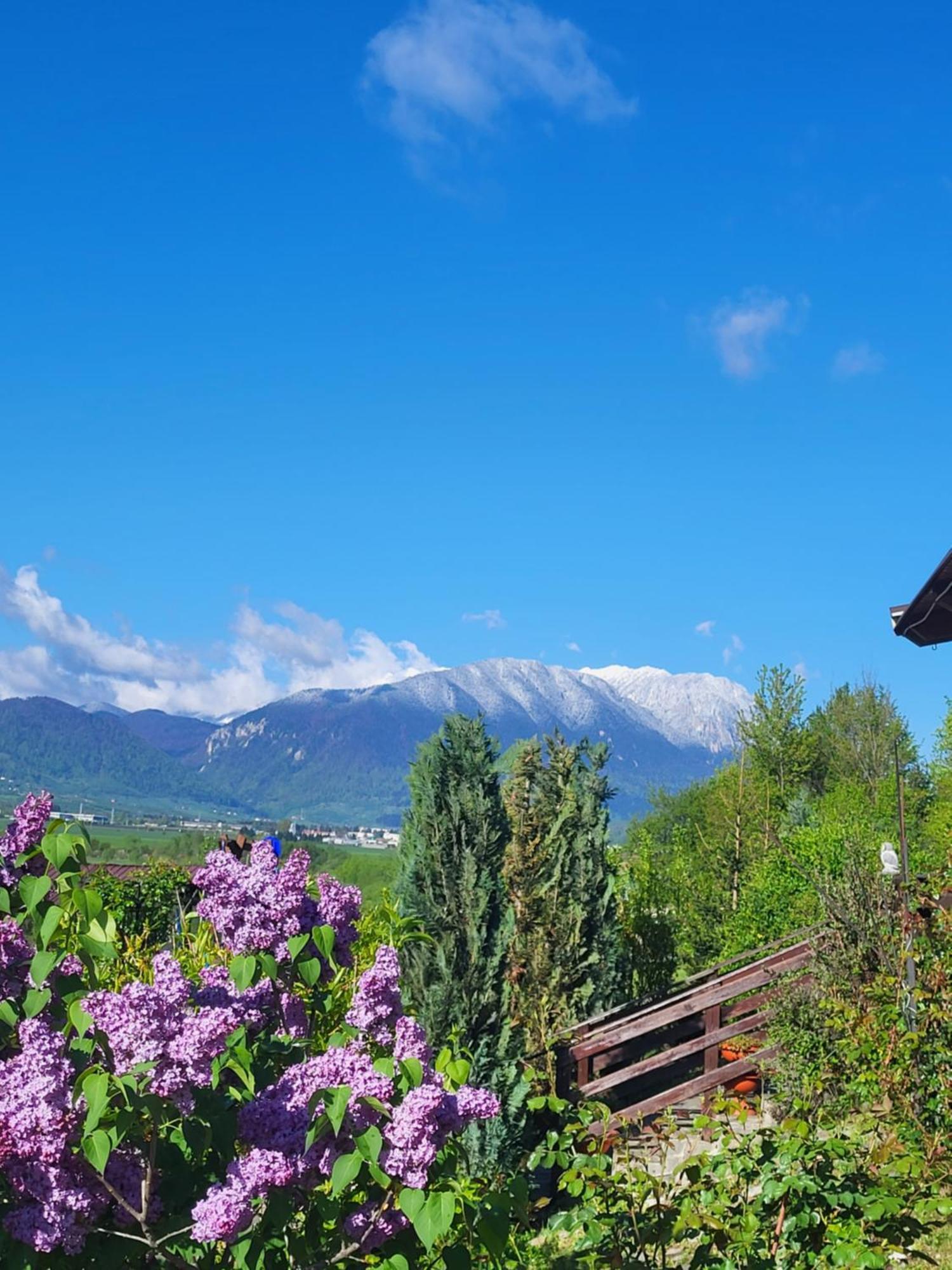 Dumbrava Ursului Otel Zărneşti Dış mekan fotoğraf