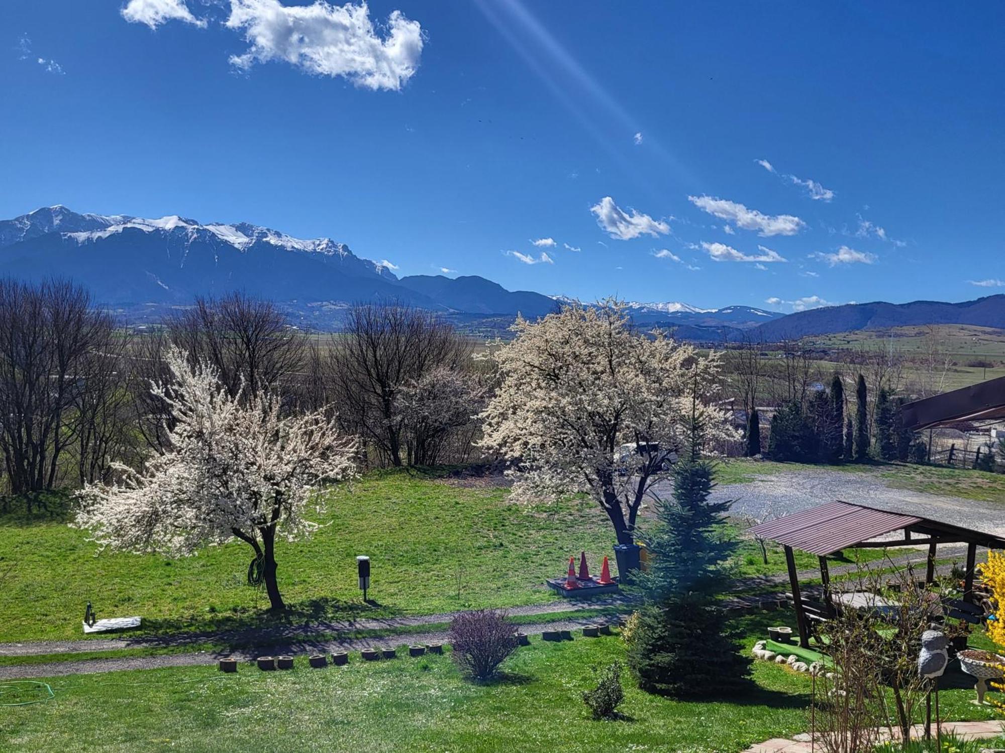 Dumbrava Ursului Otel Zărneşti Dış mekan fotoğraf